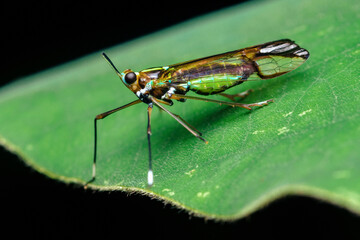 Iridescent planthopper insect resting on green leaf