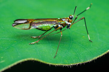 Long-legged insect with iridescent wings resting on leaf