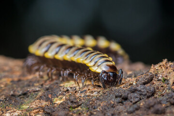 Millipede crawling on bark in macro wildlife scene