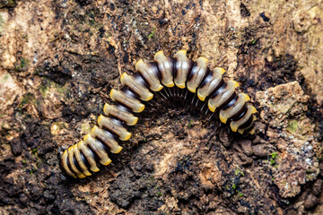 Millipede crawling on tree bark in nature