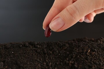 Woman putting bean into fresh soil on black background, closeup