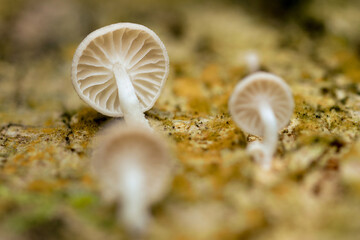 Delicate white mushroom gills growing on mossy ground