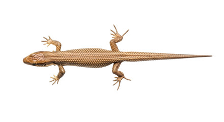Isolated Brown Skink Lizard Reptile with Small Scales and Sharp Claws on a Light Surface