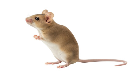 Isolated deer mouse stands on its hind legs curiously looking to its left, no background