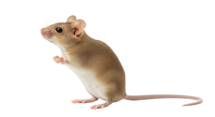 Isolated deer mouse stands on its hind legs curiously looking to its left, no background