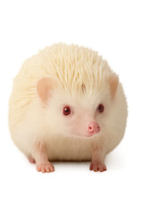 Rare White Hedgehog with Pink Nose