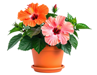 Two hibiscus flowers in a terra cotta pot with dark green leaves