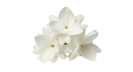 Isolated pile of blooming jasmine flowers, representing summer fragrances, or floral scent