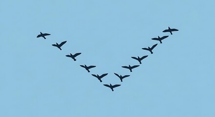 Flock Geese Flying Formation