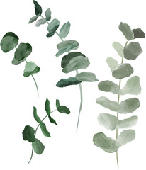 Watercolor eucalyptus in set of 4 branches useful for different purposes.
