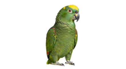 Isolated parrot is standing on a white surface and looking to the right attentively