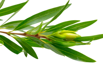 green olives on branch