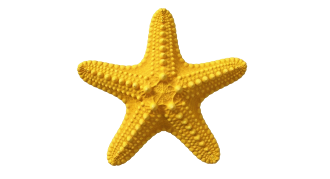 Isolated five-point star object marine animal yellow color starfish echinodermata underwater, summer