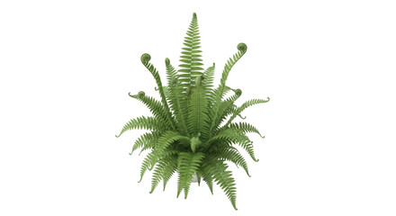 Isolated fern with curled fronds provides a natural and calming visual element for designs.