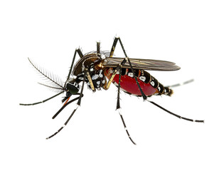 Macro close-up of a striped mosquito displaying its segmented body and proboscis