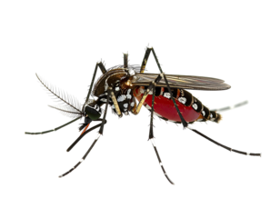 Macro close-up of a striped mosquito displaying its segmented body and proboscis