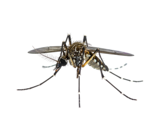 Detailed close-up of a mosquito isolated against a black background