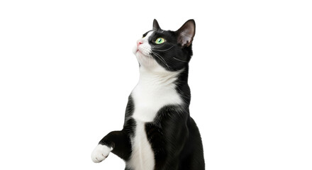 Isolated black and white tuxedo cat, standing on back legs, looking up, curious feline