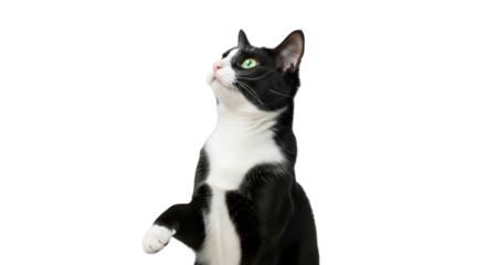 Isolated black and white tuxedo cat, standing on back legs, looking up, curious feline