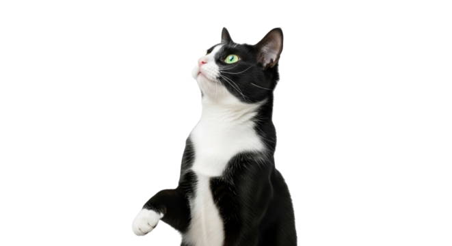 Isolated black and white tuxedo cat, standing on back legs, looking up, curious feline