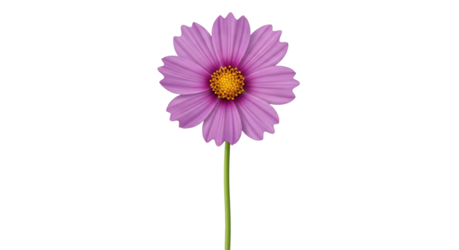 Isolated purple cosmos flower with yellow center on stem in bloom closeup against blank field