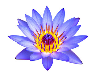 Close-up of a vibrant blue lotus flower, illuminated against a stark black background