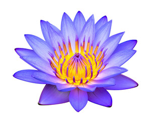 A vibrant, purple-blue lotus flower with yellow center, isolated on black