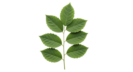 Isolated Ash Tree Branch in Springtime with Lush Green Leaves, Close-up View
