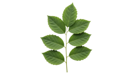 Isolated Ash Tree Branch in Springtime with Lush Green Leaves, Close-up View