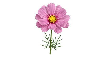 Isolated beautiful pink Cosmos flower with green foliage on stem ready for design work