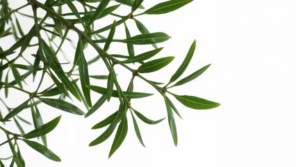 Obraz premium Minimalist green leaf branch isolated on white background, fresh foliage detail for natural, botanical, and ecothemed designs