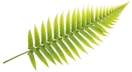 Isolated fern leaf, nature art, elegant element, decorative foliage, botanical beauty element