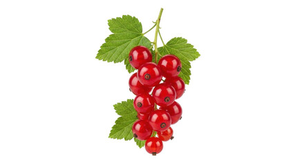 Isolated bunch of shiny red currant fruit with leaves, food photography, natural shot