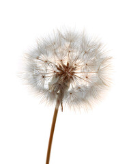 Fototapeta premium Delicate dandelion seed head with fine details, softly isolated on white background.