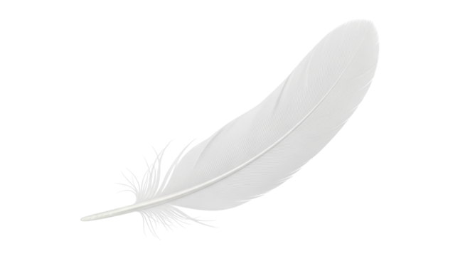 Isolated light bird feather showing fine barbs, quill, and gentle curve for grace