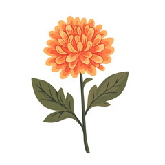 Flat 2D Chrysanthemum illustration, vector graphic in icon style, on white background