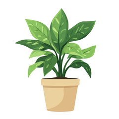 2D flat vector illustration of a Chinese Evergreen in icon style, isolated on white background