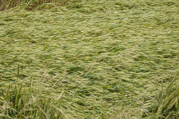 A field of green wheat ripples and bends in a strong breeze.