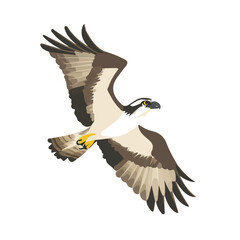Flat 2D Osprey illustration, vector graphic in icon style, on white background