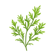 Caraway, flat style 2D vector image, isolated on a white background