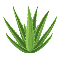 2D flat vector illustration of a Aloe Vera in icon style, isolated on white background
