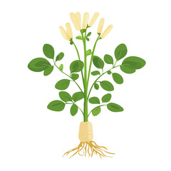 Naklejka premium Minimal flat vector of a Astragalus Root, 2D icon-style illustration on white background