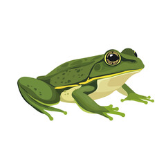 Flat 2D Bullfrog illustration, vector graphic in icon style, on white background
