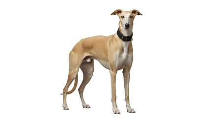 Isolated greyhound with black collar stands looking forward, graceful and athletic dog