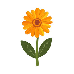 Flat 2D Calendula illustration, vector graphic in icon style, on white background