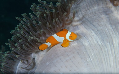 ocellaris clownfish (Amphiprion ocellaris)