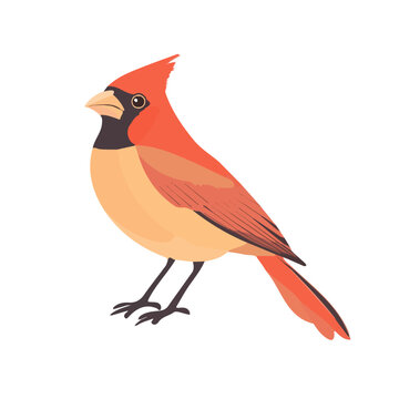 Minimal 2D vector illustration of Cardinal in flat icon style on a plain white background.