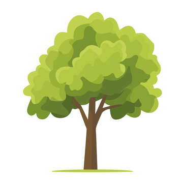 Balsa Tree