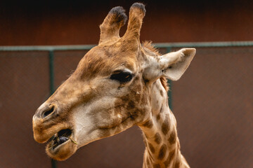 Close up from a giraffe in the Sao Paulo Zoo, in Brazil
