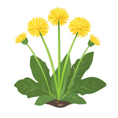 2D flat vector illustration of a Coltsfoot in icon style, isolated on white background